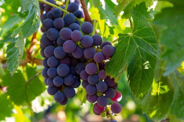 Terracina, Lazio, İtalya yakınlarındaki Campo Soriano 'daki yeşil üzüm bağlarında olgunlaşan kırmızı şarap merlot üzümleri.