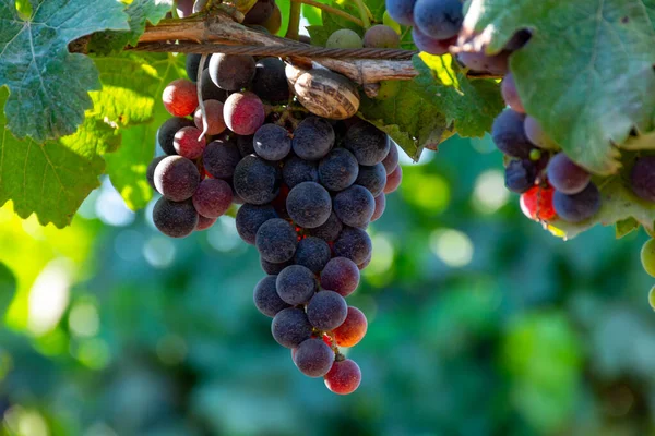 Vörösboros Merlot Szőlőfürtök Érlelődik Zöld Szőlőültetvények Közelében Terracina Lazio Olaszország — Stock Fotó