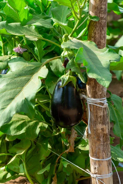 Zöldség Farm Sorok Padlizsán Növények Érett Lila Gyümölcs Napsütéses Napon — Stock Fotó