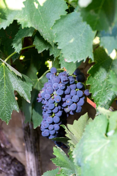 Bunches Uvas Merlot Vinho Tinto Amadurecendo Vinhas Verdes Campo Soriano — Fotografia de Stock