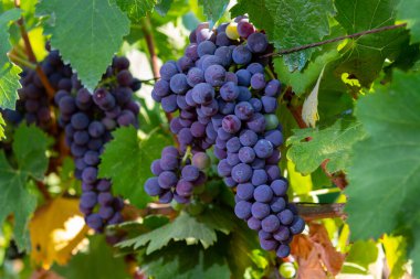 Terracina, Lazio, İtalya yakınlarındaki Campo Soriano 'daki yeşil üzüm bağlarında olgunlaşan kırmızı şarap merlot üzümleri.
