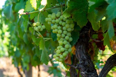 Terracina, Lazio, İtalya yakınlarındaki üzüm bağlarında gün ışığında olgunlaşan beyaz şarap trebbiano üzümleri.
