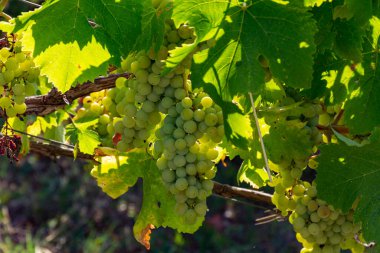 Terracina, Lazio, İtalya yakınlarındaki üzüm bağlarında gün ışığında olgunlaşan beyaz şarap trebbiano üzümleri.