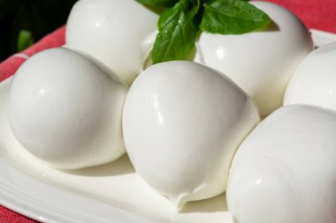 Peynir koleksiyonu, taze İtalyan yumuşak peynirli mozzarella di bufala campana taze fesleğenle servis edilir.