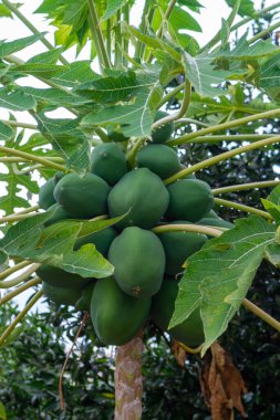 Ağaçta asılı tropik yeşil papaya meyveleri