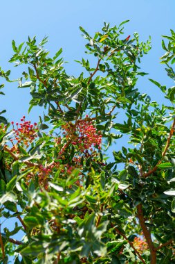 Genç olgunlaşmamış fıstıklar Kıbrıs 'taki şam fıstığı fidanlığında yetişiyor.