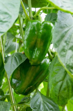 Fransa 'nın Provence kentindeki küçük Fransız serasında sıra sıra yeşil dolma biber veya kırmızı biber bitkileri