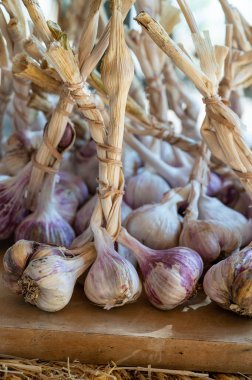 Fransa, Provence 'de taze, taze, organik sarımsak demetleri.