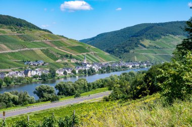 Mosel nehri manzaralı, üzüm bağları olan tepeler ve Almanya 'nın Zell kasabası.