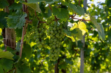 Almanya 'nın Mosel Nehri Vadisi' nde olgunlaşan beyaz üzümlü tepe üzüm bağları