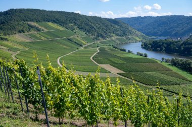 Almanya 'nın Mosel Nehri Vadisi' nde olgunlaşan beyaz üzümlü tepe üzüm bağları