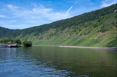 Mosel nehri manzarası, yazın üzüm bağları olan tepeler, Almanya