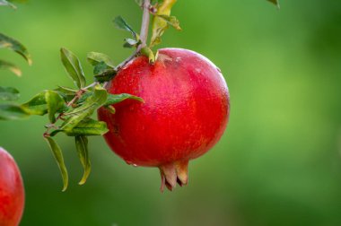 Kırmızı olgun organik Punica granatum nar meyveleri ağaçta asılı hasat etmeye hazır.