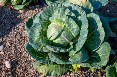 Sebze bahçesinde yetişen beyaz lahana bitkisinin başı.