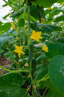 Genç yeşil salatalık sebzeleri yeşil evdeki salatalık bitkilerinin lianalarında asılı.