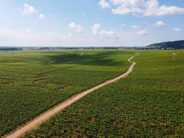 Yeşil Grand Cru ve Fransa 'nın Burgundy bölgesinde kırmızı ve beyaz Burgundy şarabı üreten Cote de nuits' deki Pinot noir üzüm bitkilerinin olduğu başlıca cru üzüm bağlarının Aerian görüntüsü.