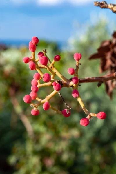 Young Unripe Pistachio Nuts Growing Pistachio Trees Plantation Cyprus — Stock Photo, Image