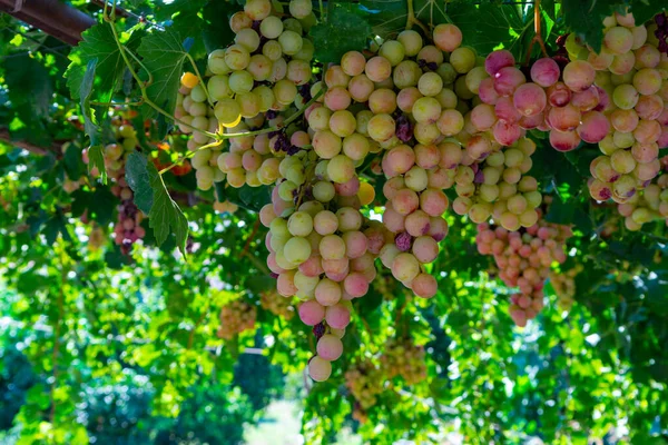 キプロスのブドウ畑で熟す白ピンクの甘い種なしのブドウの房 自然背景 — ストック写真