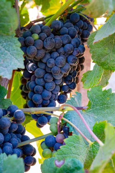 Bando Uvas Merlot Vinho Tinto Amadurecendo Vinhas Verdes Perto Terracina — Fotografia de Stock