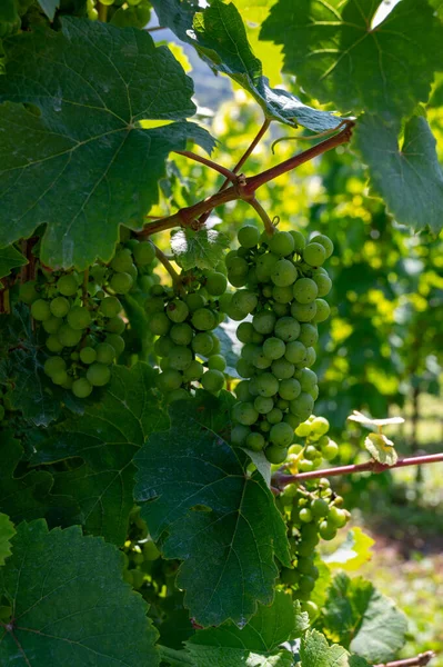 Vignobles Montagneux Avec Mûrissement Raisins Blancs Maturité Dans Vallée Rivière — Photo