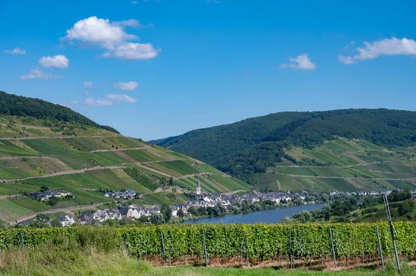 Panoramatický Pohled Kopcovité Vinice Bílými Rýhujícími Hrozny Údolí Řeky Mosel — Stock fotografie