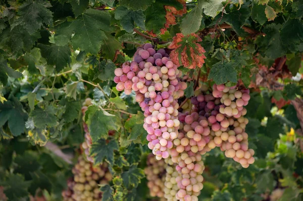 Des Grappes Raisin Table Blanc Rose Sans Pépins Sucrés Mûrissent — Photo