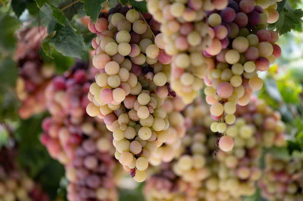 Des Grappes Raisin Table Blanc Rose Sans Pépins Sucrés Mûrissent — Photo