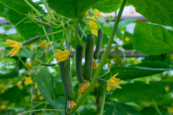 Young green cucumbers  vegetables hanging on lianas of cucumber plants in green house