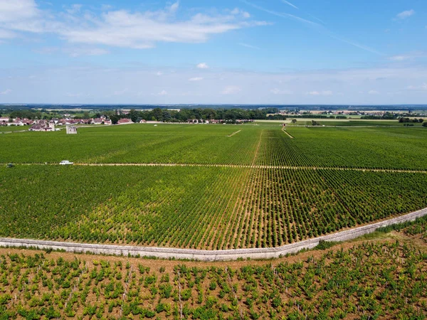 Aerian View Green Grand Cru Premier Cru Vineyards Rows Pinot — Stock Photo, Image