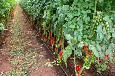 Lazio 'daki seralarda kırmızı salata ya da sos domateslerinin yetişmesi, İtalya' da tarım