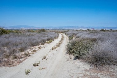 Limasol tuz gölüne yürümek, güneşte kurumuş çimenler ve ufukta Limasol manzarası.
