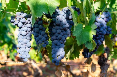 Terracina, Lazio, İtalya yakınlarındaki Campo Soriano 'daki yeşil üzüm bağlarında olgunlaşan kırmızı şarap merlot üzümleri.