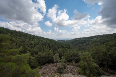 Kıbrıs 'taki yüksek Troodos dağlarında bulutlarda büyüyen Evergreen çam ağaçları