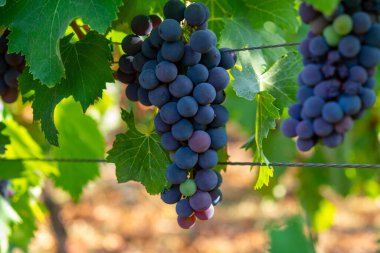 Terracina, Lazio, İtalya yakınlarındaki Campo Soriano 'daki yeşil üzüm bağlarında olgunlaşan kırmızı şarap merlot üzümleri.