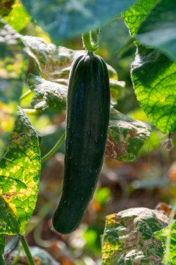 Olgunlaşmış yeşil salata salatalık bitkileriyle sera Fondi, Lazio, İtalya 'da tarım