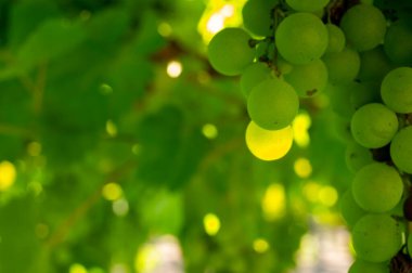 Terracina, Lazio, İtalya yakınlarındaki üzüm bağlarında olgunlaşan beyaz şarap muscat üzümleri.