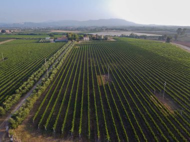Latina, Lazio yakınlarındaki yeşil üzüm bağlarında sıralı üzüm bitkilerinin hava manzarası, İtalya 'da şarap yapımı