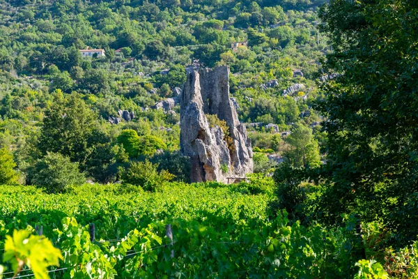 Vista Fileiras Plantas Uva Vinhas Verdes Montanhas Perto Terracina Lazio — Fotografia de Stock