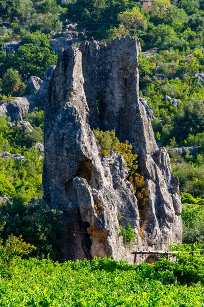 Vista Fileiras Plantas Uva Vinhas Verdes Montanhas Perto Terracina Lazio — Fotografia de Stock