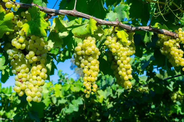 Des Grappes Raisins Musqués Vin Blanc Mûrissent Aux Rayons Soleil — Photo
