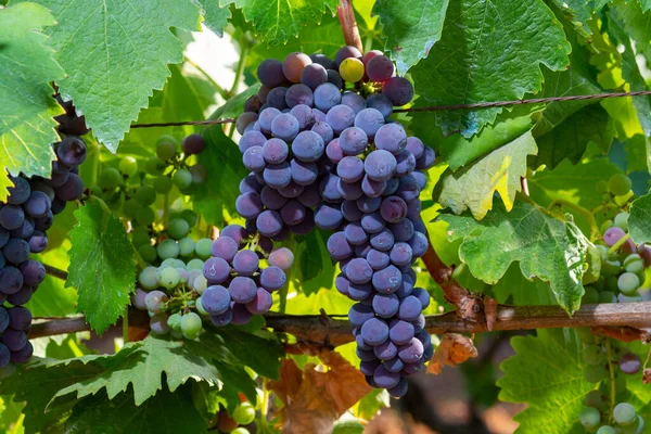 Bunches Red Wine Merlot Grapes Ripening Green Vineyards Campo Soriano — Stock Photo, Image