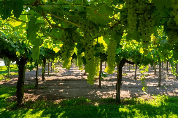 Des Grappes Raisins Musqués Vin Blanc Mûrissent Aux Rayons Soleil — Photo