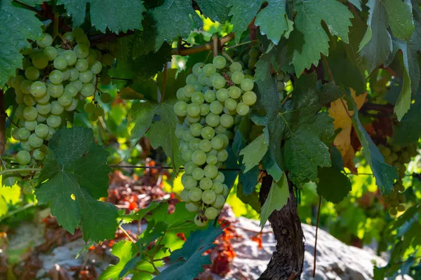 イタリア ラツィオ州テラチーナ近郊のブドウ畑で日光の下で熟す白ワインのトレビアーノのブドウの房 — ストック写真