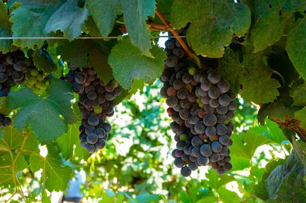 Terracina Lazio Talya Yakınlarındaki Yeşil Üzüm Bağlarında Olgunlaşan Kırmızı Şarap — Stok fotoğraf