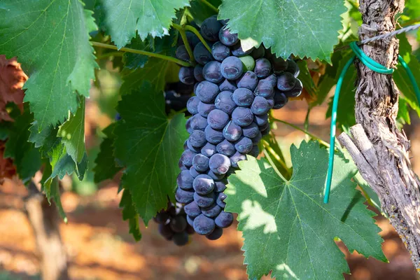 Des Grappes Raisins Merlot Rouge Mûrissent Sur Des Vignobles Verts — Photo