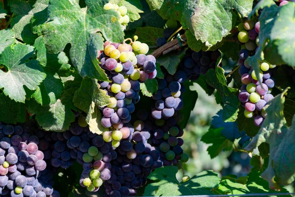 Racimos Uvas Merlot Vino Tinto Madurando Viñedos Verdes Cerca Terracina — Foto de Stock