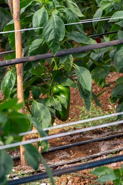 Invernadero Con Plantación Verde Plantas Pimientos Dulces Agrucultura Fondi Lazio — Foto de Stock