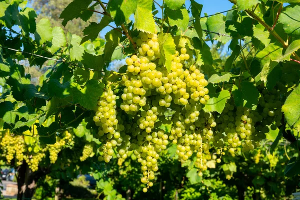 イタリア ラツィオ州テラチーナ近郊のブドウ畑で日光の下で熟す白ワインムスカットブドウの房 — ストック写真
