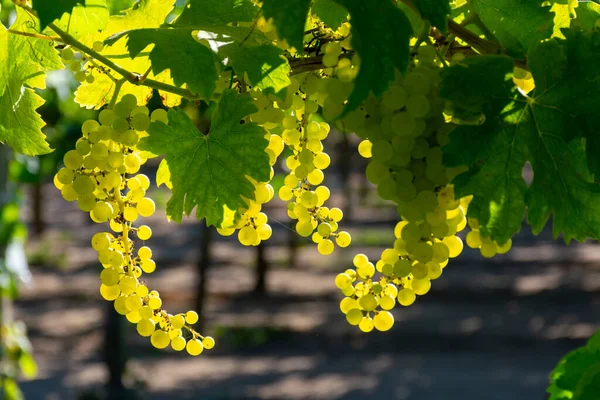 Trossen Witte Wijn Muskaatdruiven Rijpende Zonlicht Wijngaarden Bij Terracina Lazio — Stockfoto