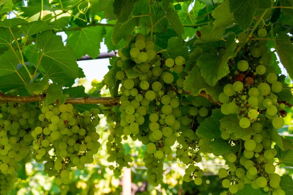 Grappoli Moscato Bianco Maturano Alla Luce Del Sole Sui Vigneti — Foto Stock